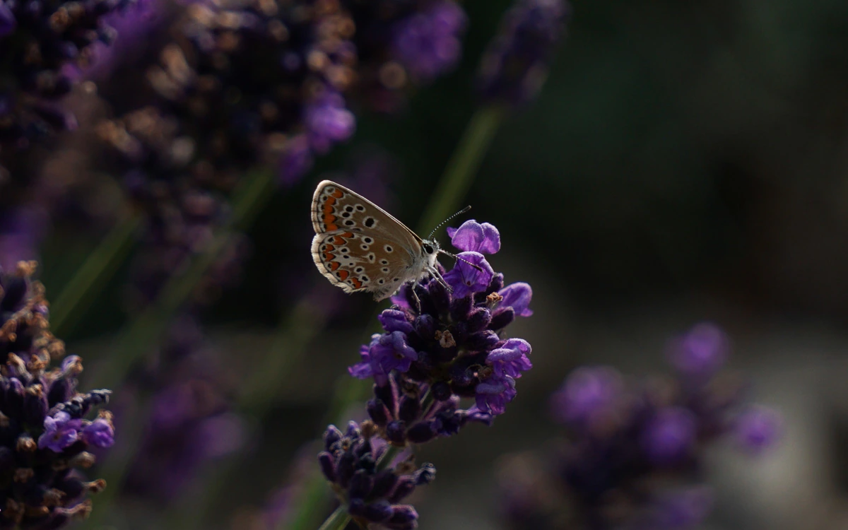 BienenundSchmetterlinge